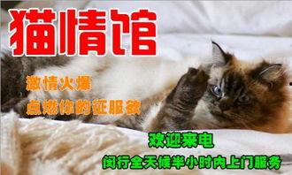 下猫视频在线观看,在线观看萌态百出的猫视频  第3张